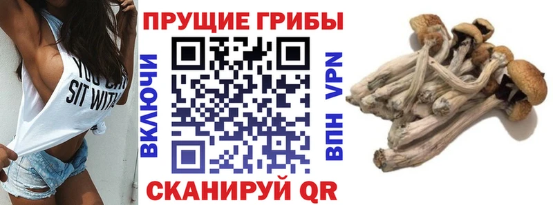 Псилоцибиновые грибы GOLDEN TEACHER  Купить где  Колпашево 